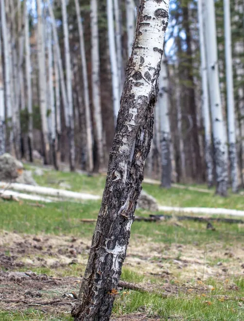 Aspen, Valles Caldera National Preserve, Jemez Springs, New Mexico
