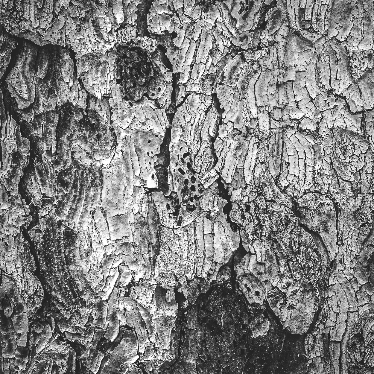 BW Texture: Tree Bark