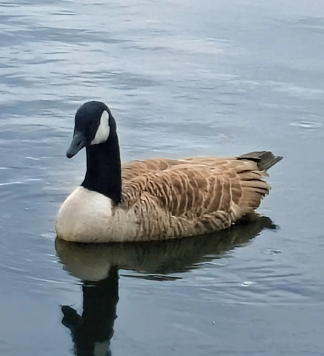 Goose on water