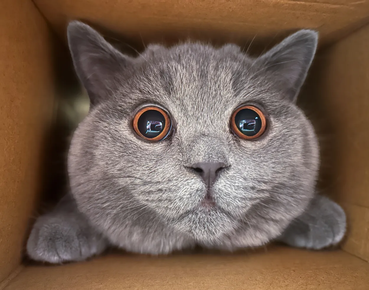 Boxed Curiosity