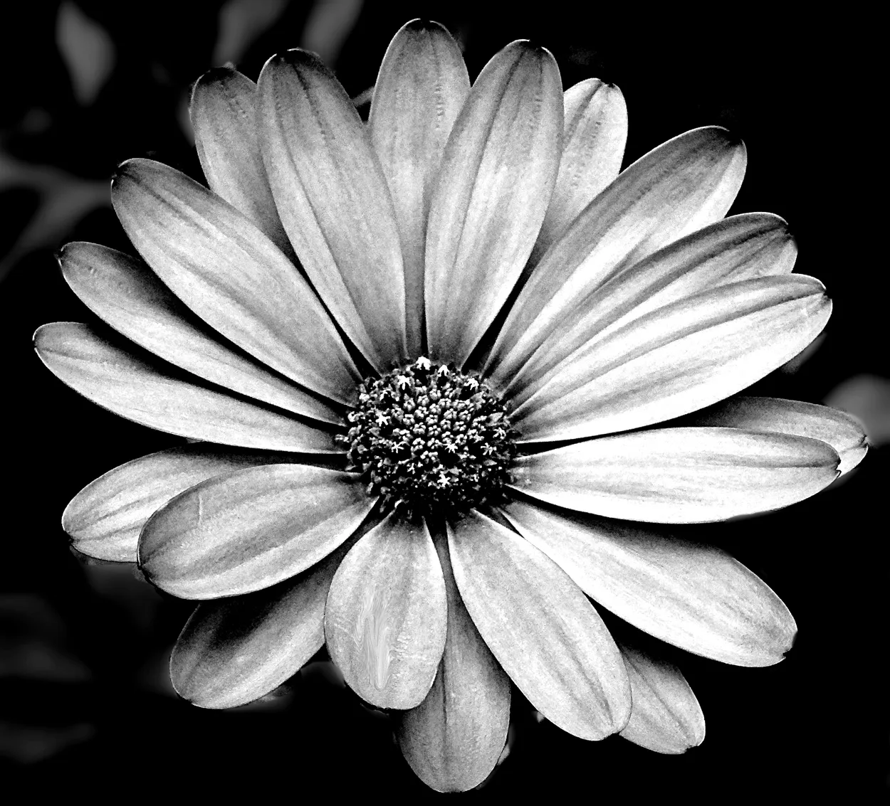 No Hint of Pink Dahlia