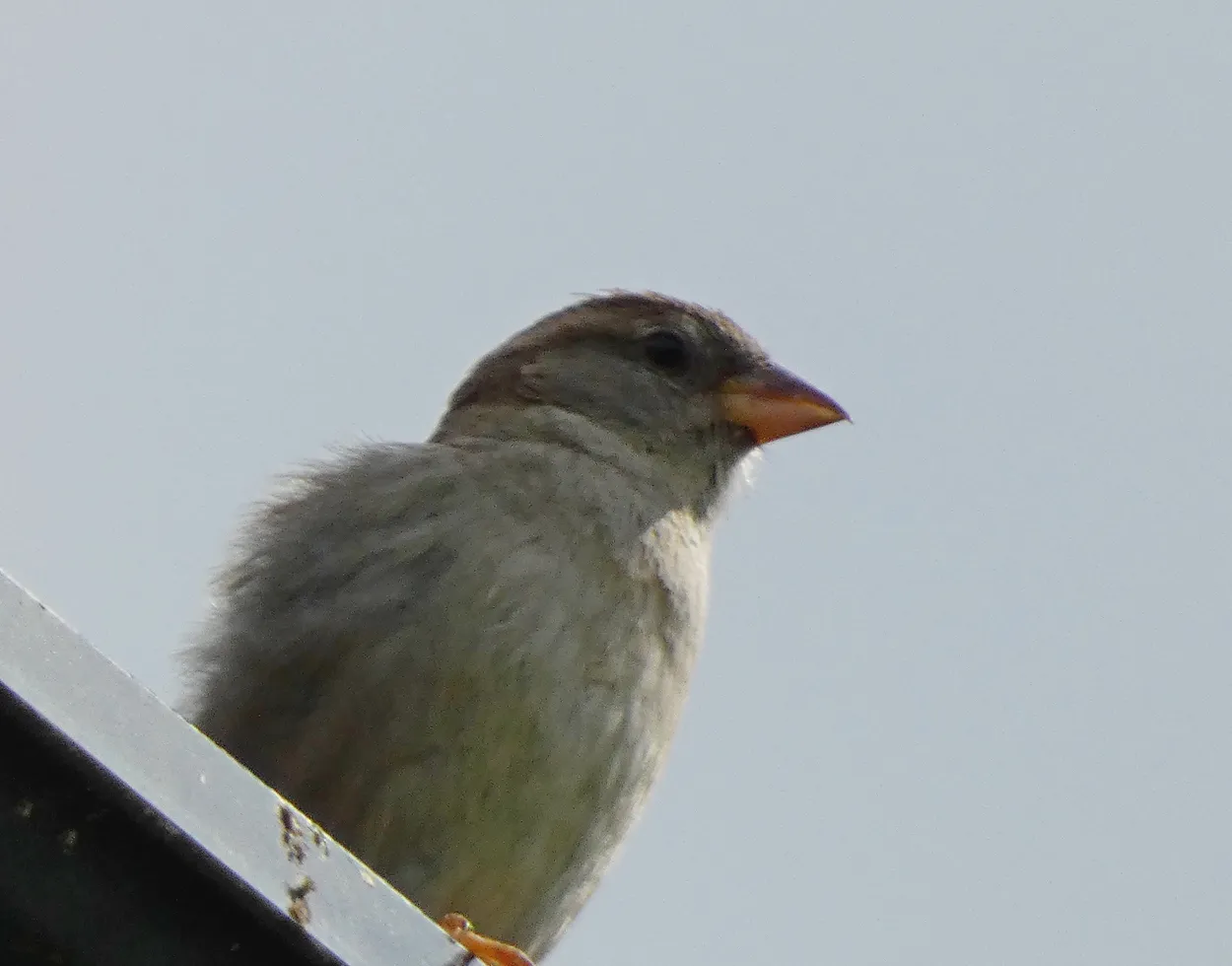 Sparrow on the roof