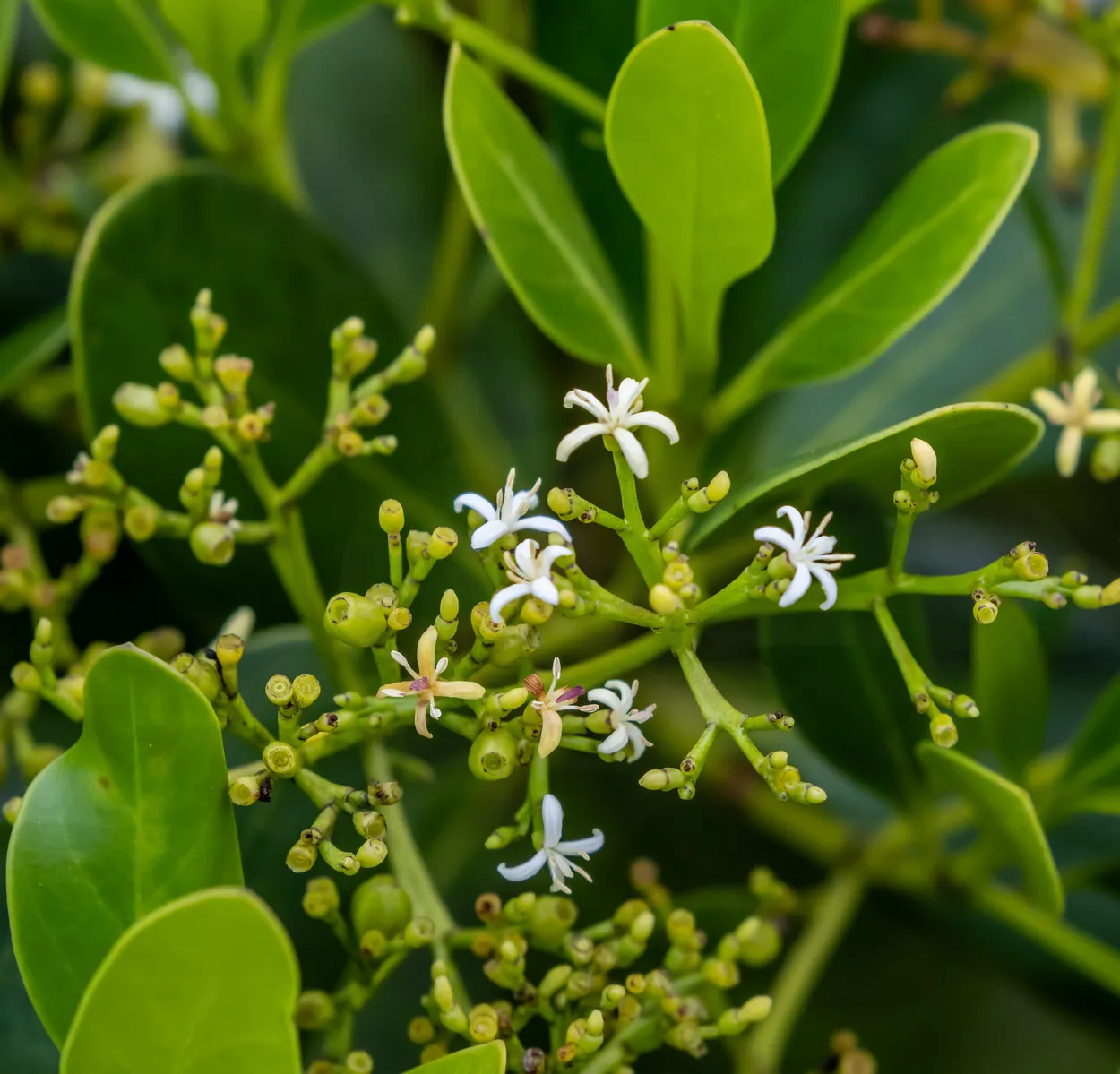 Black Mangrove Blossoms