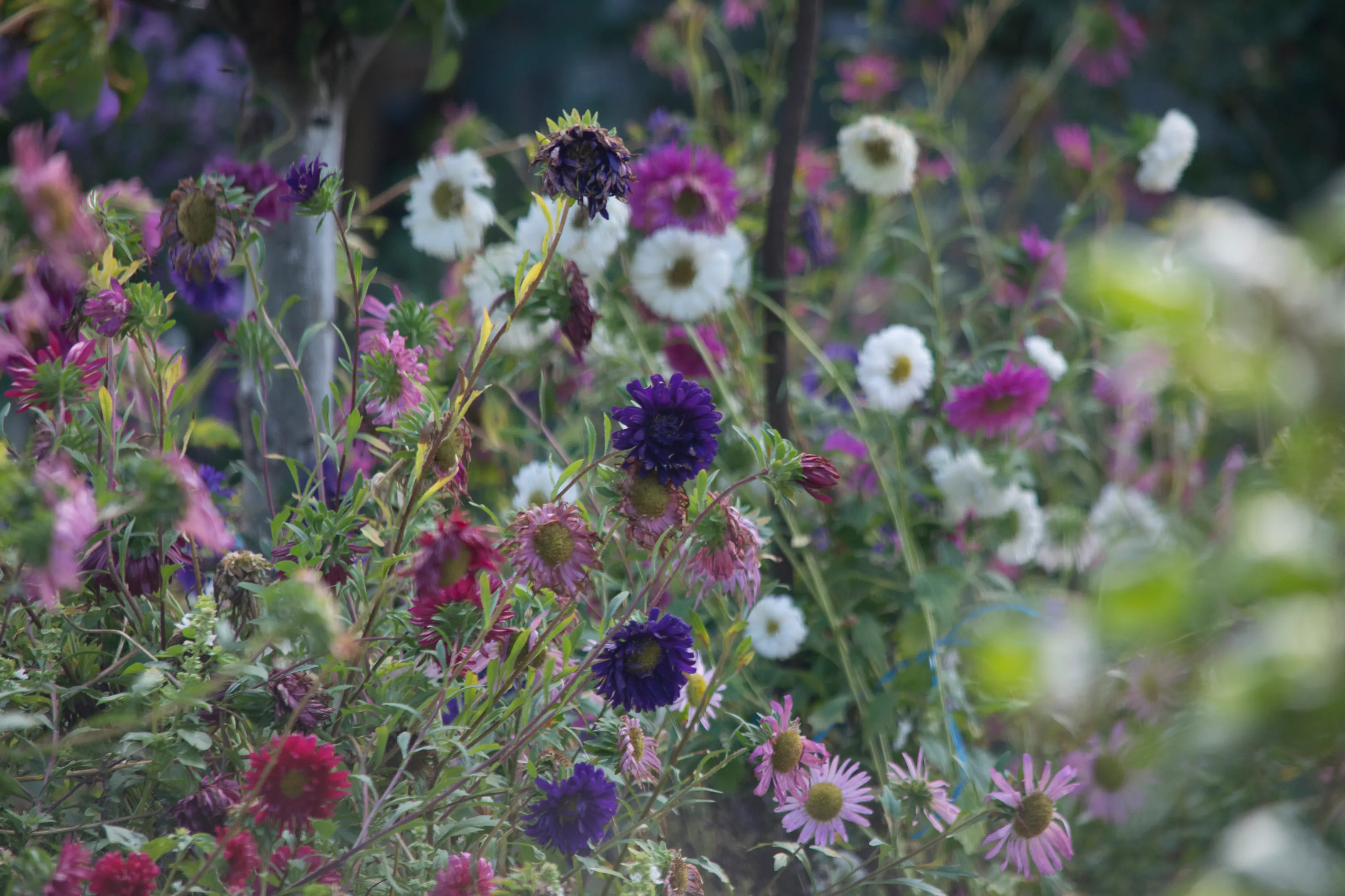 Wildflowers