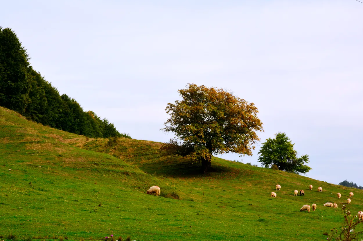 Lonely Tree in the Meadow