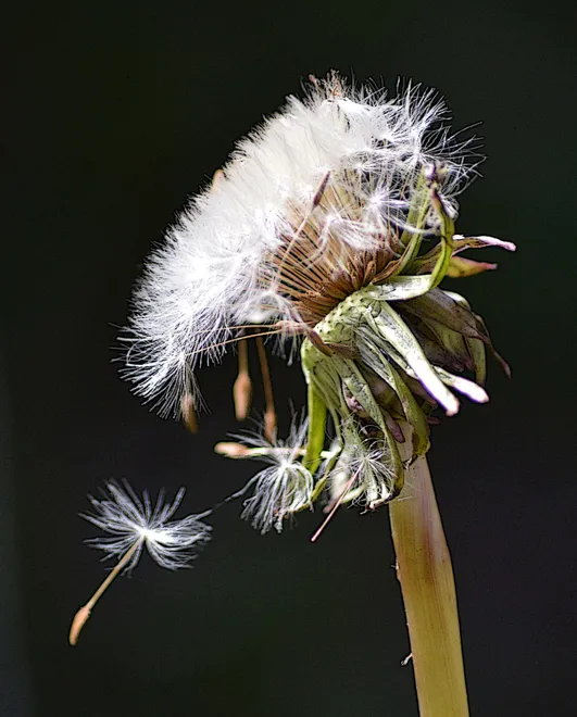 Dandy seeds