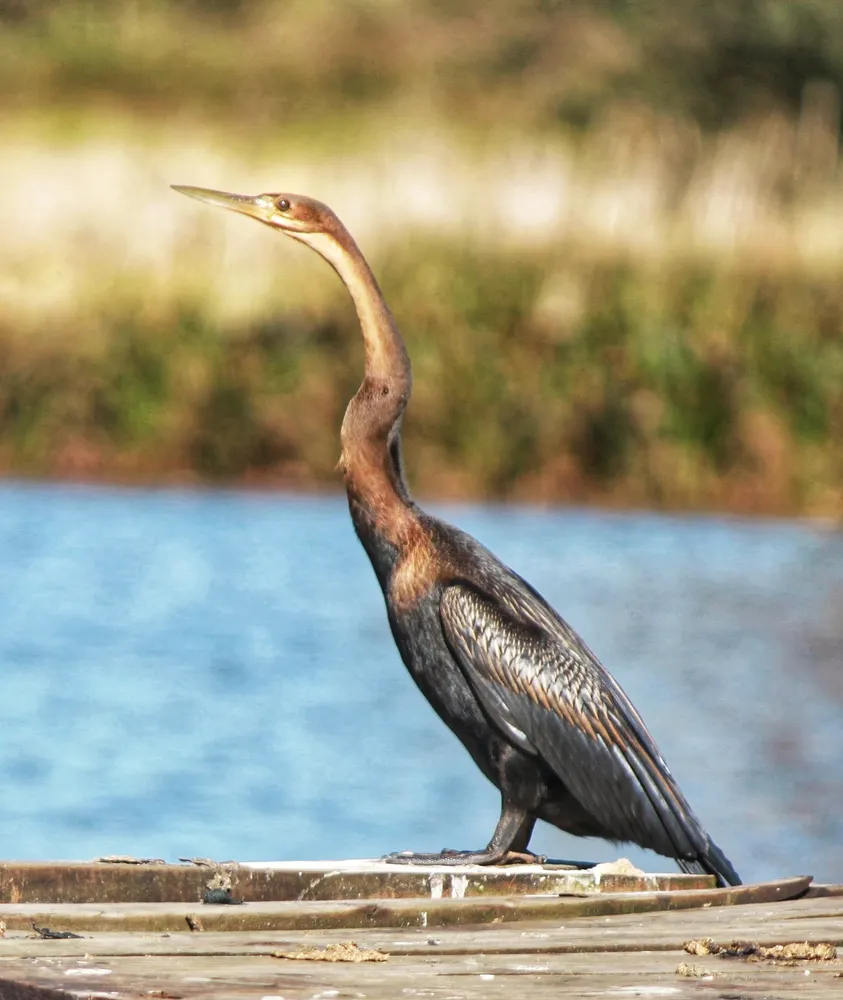 African darter