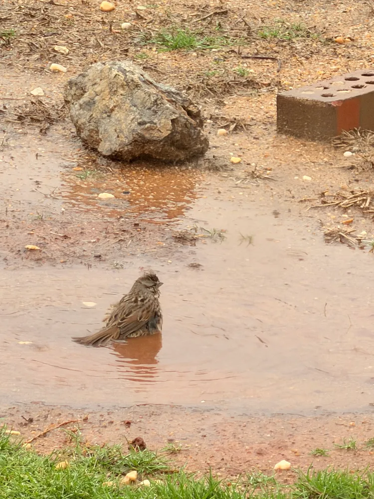 Bird Bath