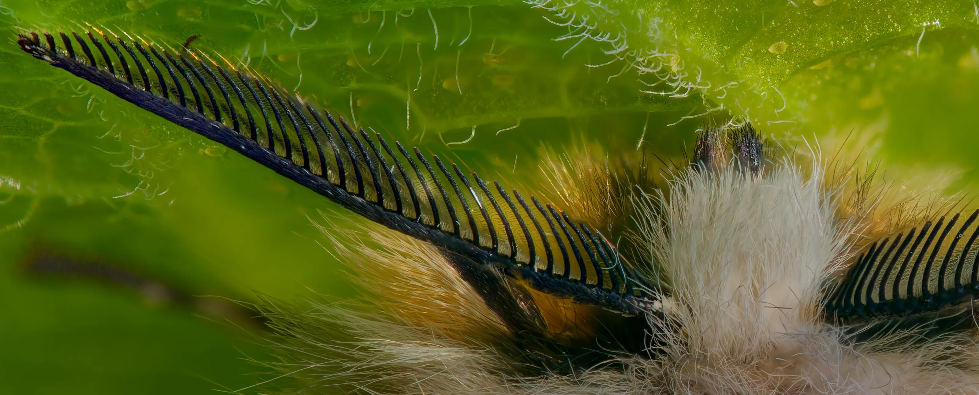Muslin moth antenna
