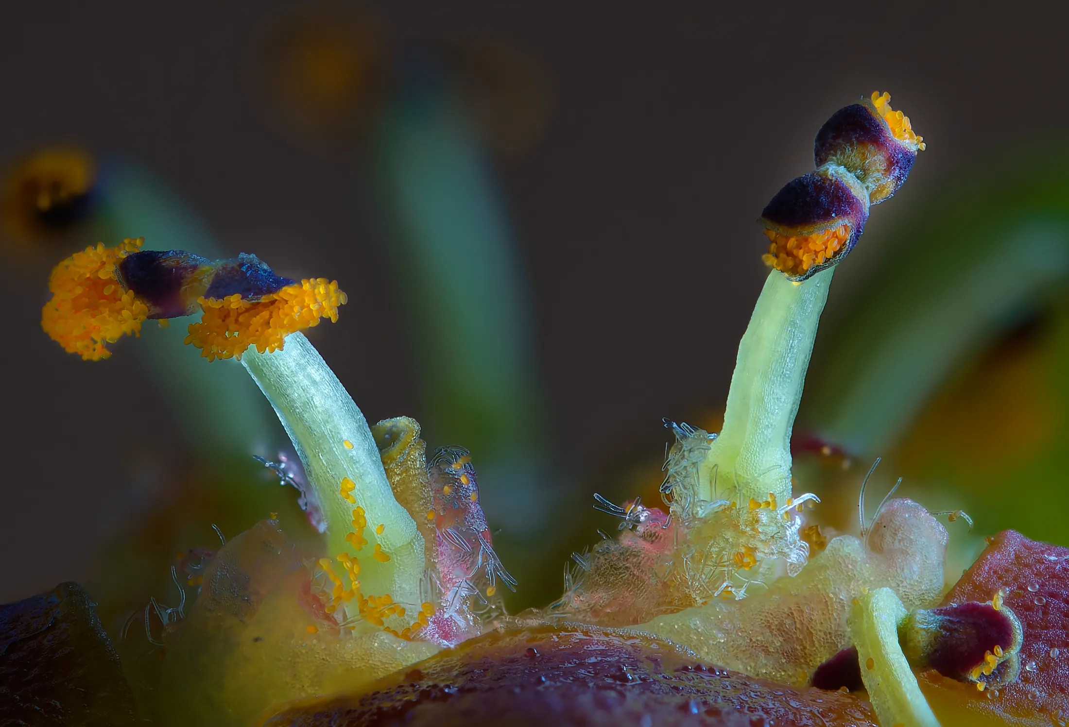 Euphorbia mellifera anthers