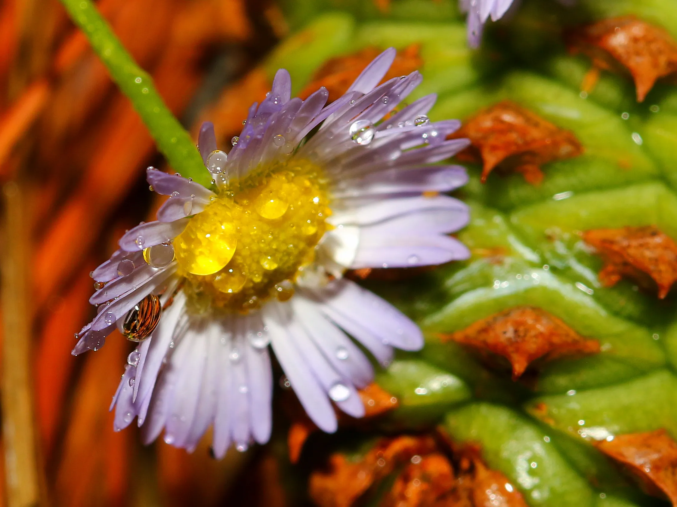 Flower and Pine Cone with Water Droplets