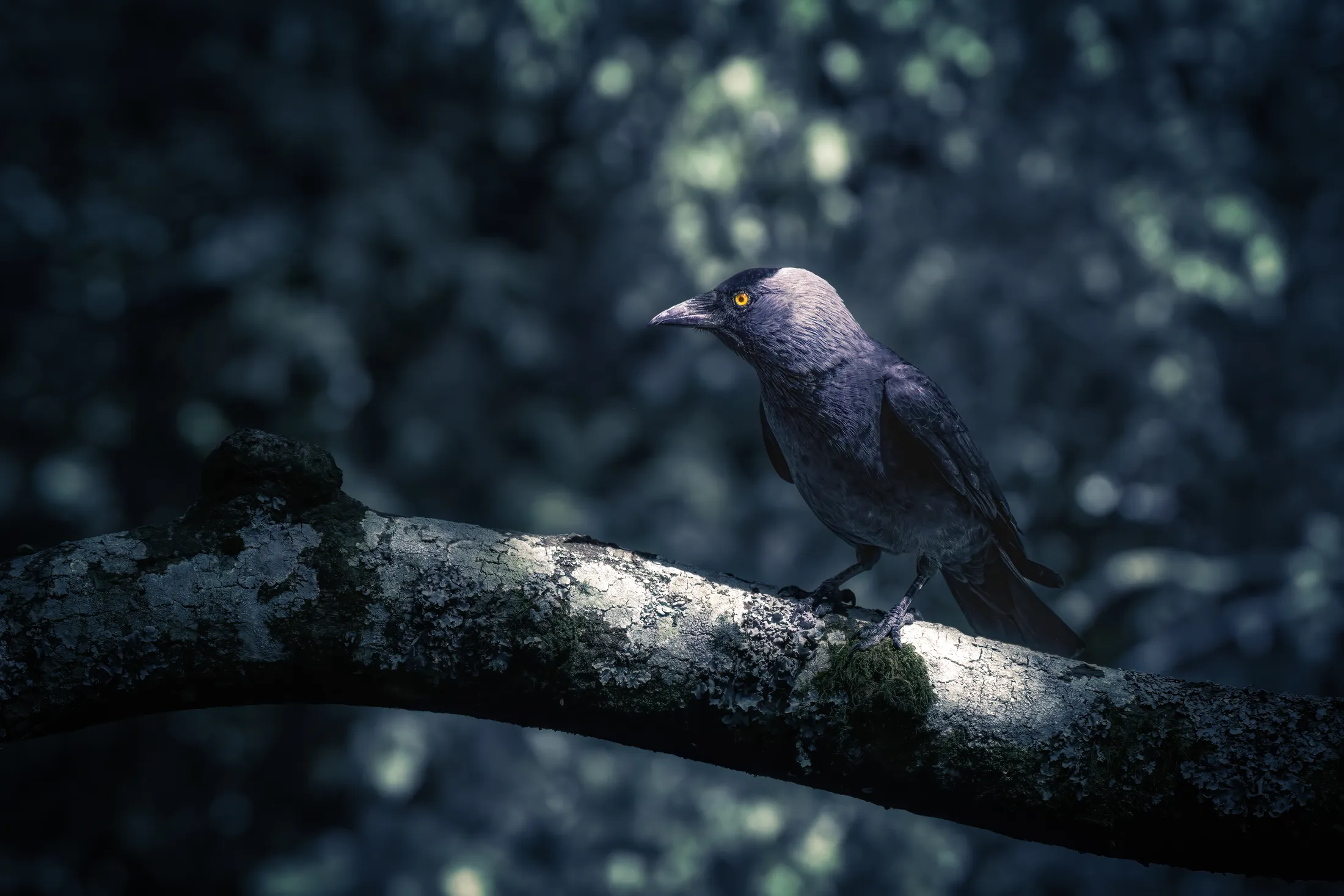 Jackdaw on a branch in blue