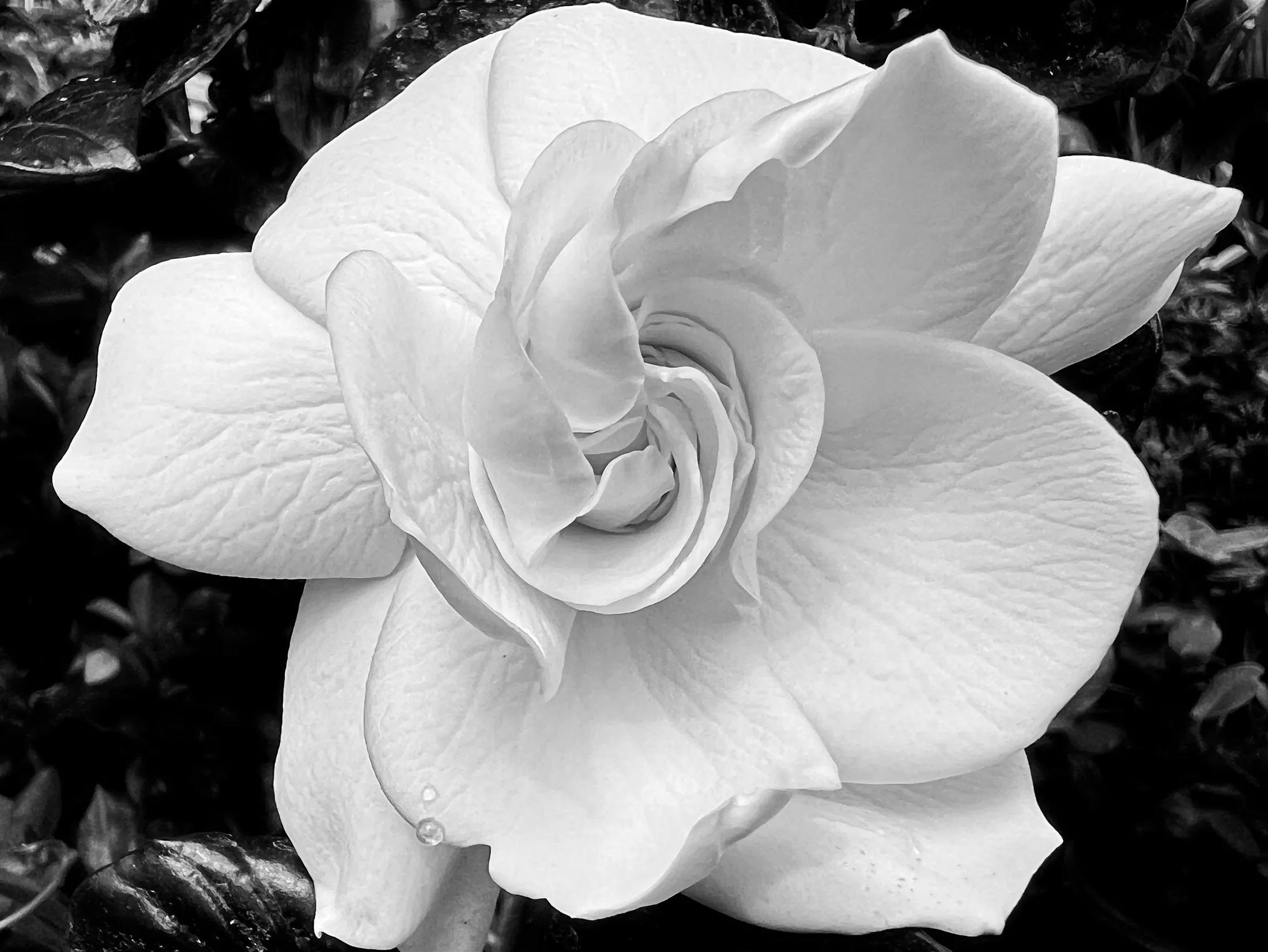 Gardenia