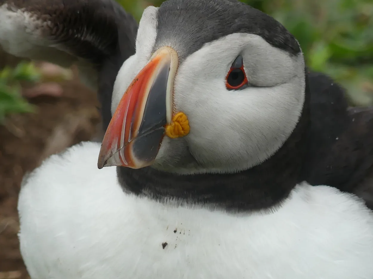 puffin takes off