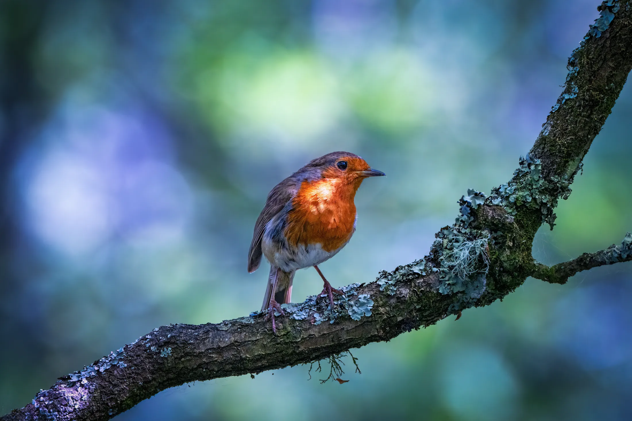 Robin on a park branch with Bokeh