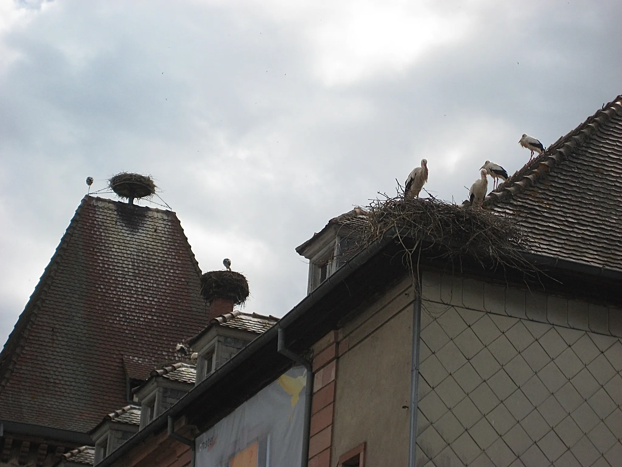 Storks nesting on chimneys and rooftops in Munster, France