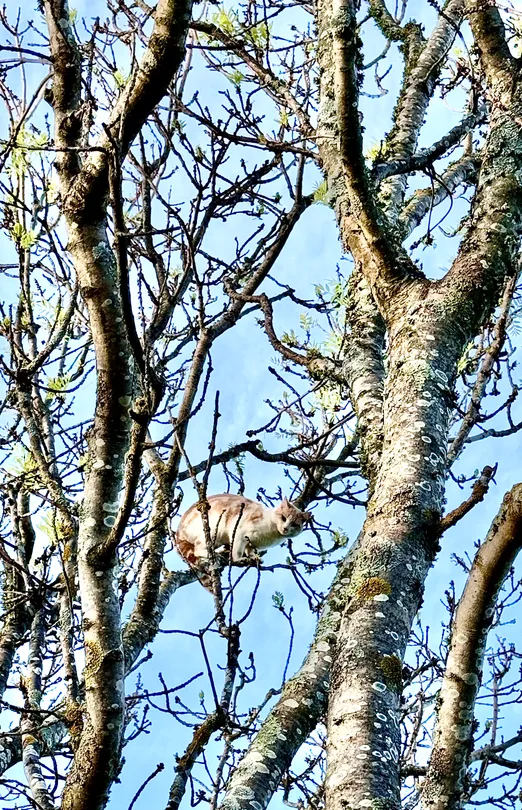Cat in a Tree