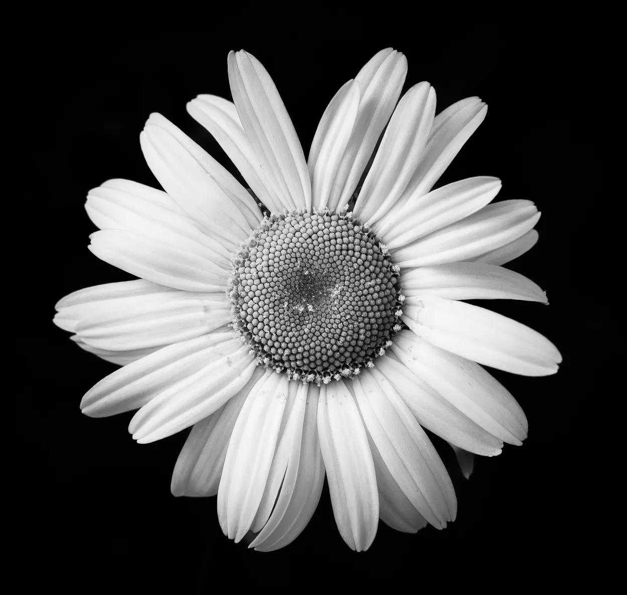 Daisy