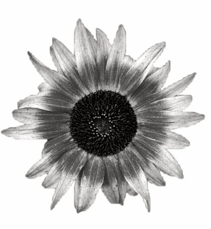 Red Sunflower