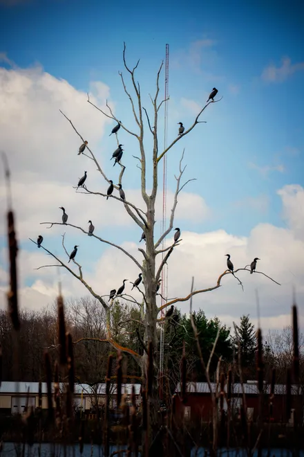Black Cormorant Flock