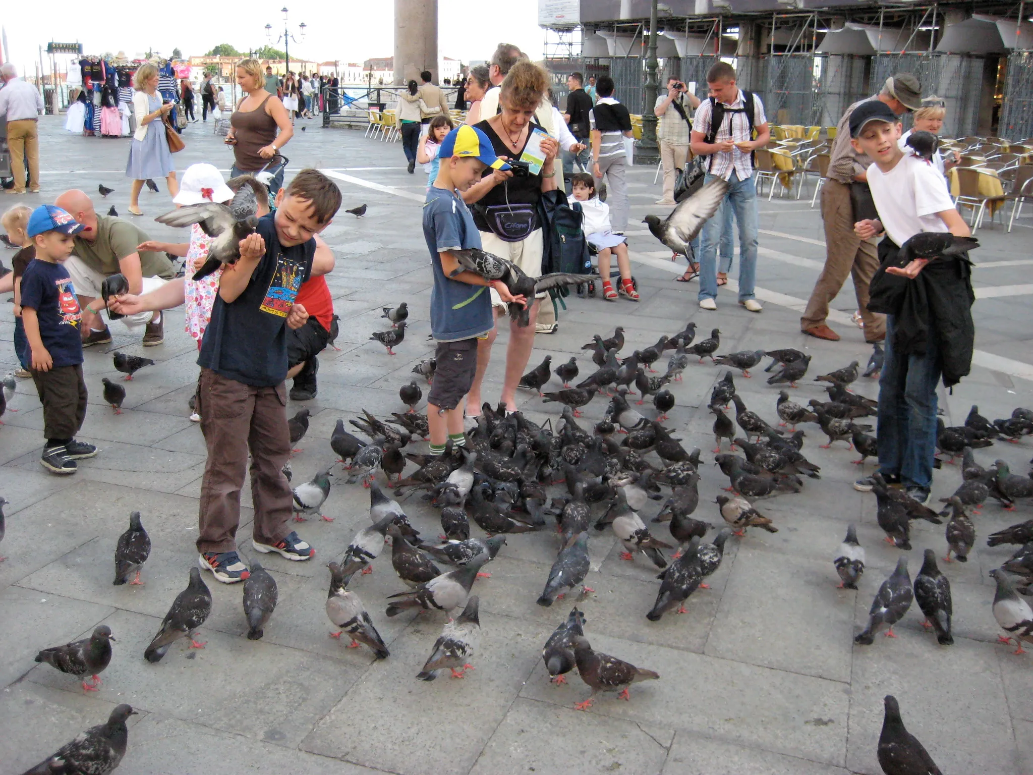 The Birds in St. Mark's Square (Piazza San Marco) in Venice, Italy