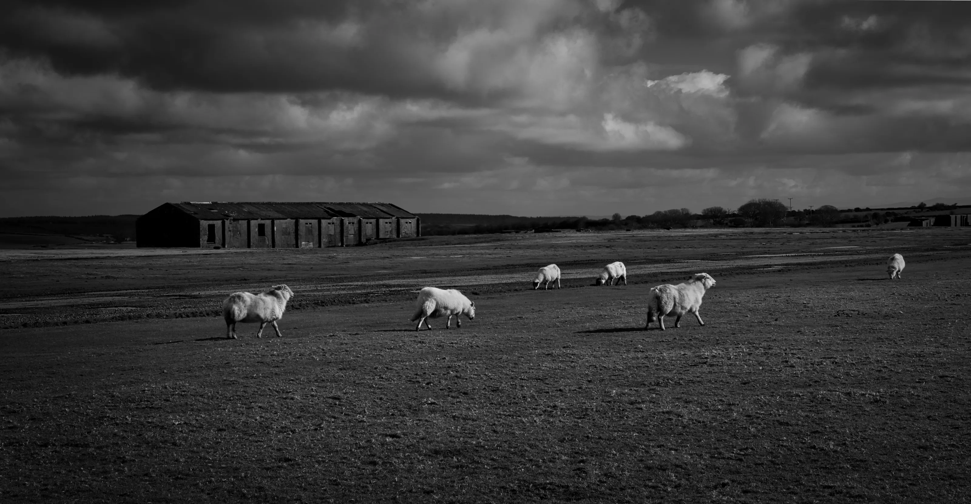 Left for the sheep