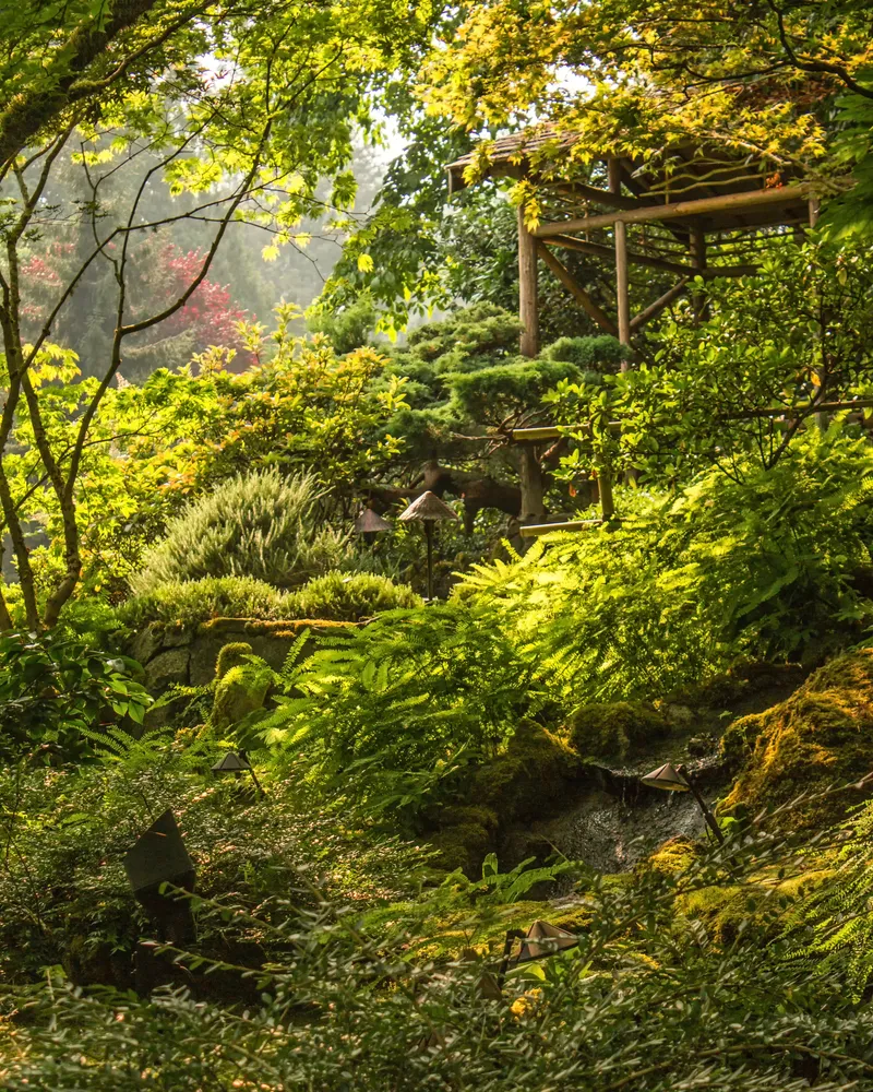 Lush Green Spot with Backligting