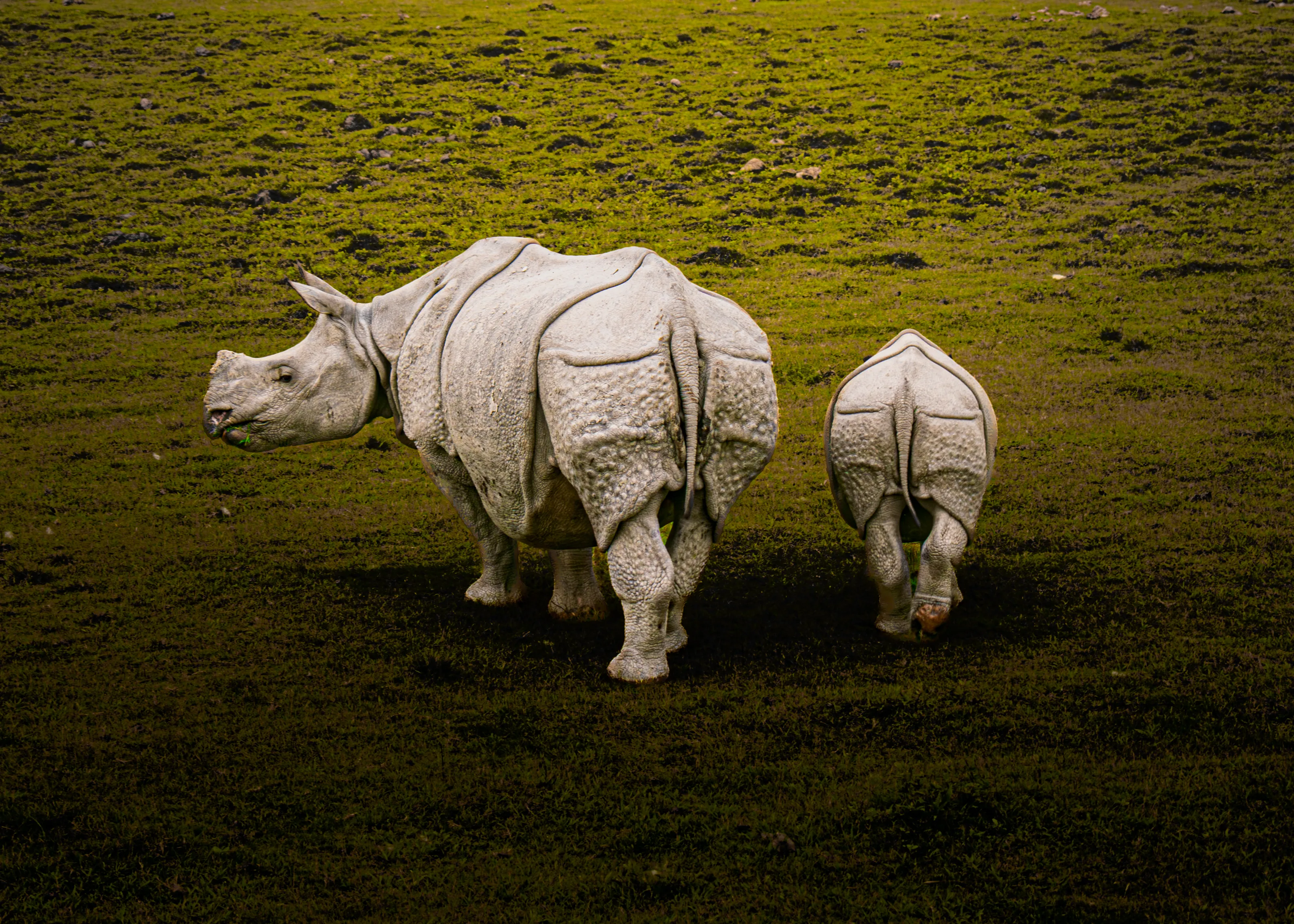 Indian Rhinoceros Mother and her Offspring