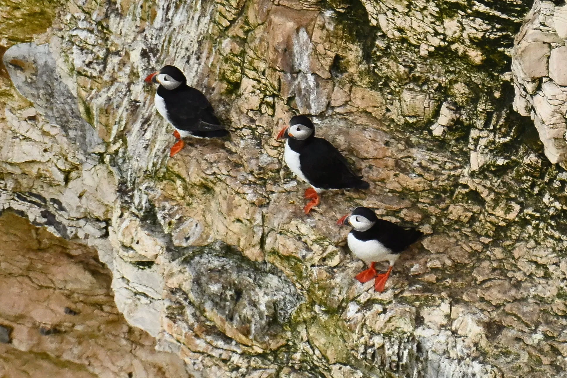 Puffins at Flamborough