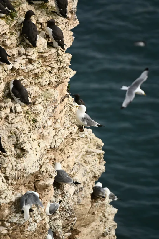 Birds on the cliffs