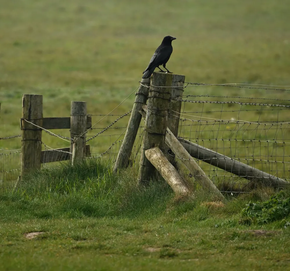 Crow on a Post