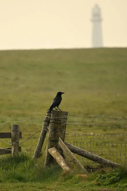 Crow and Lighthouse