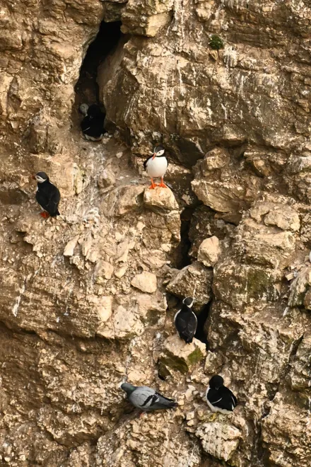 Puffin Cliffs