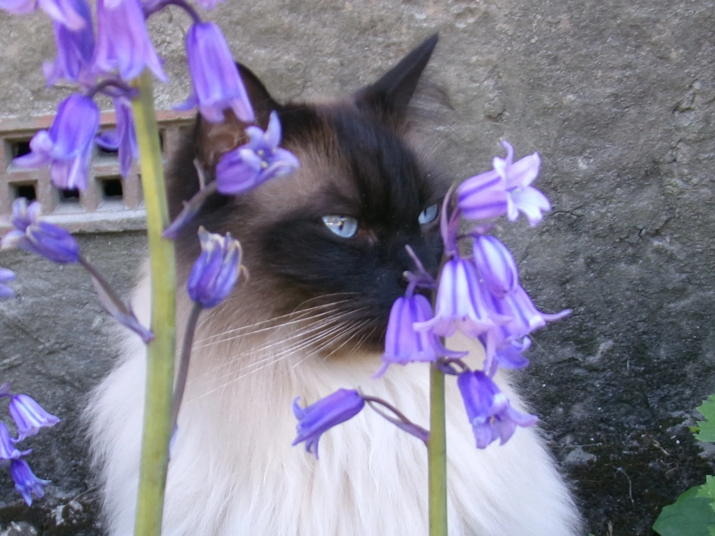 bluebell katsu
