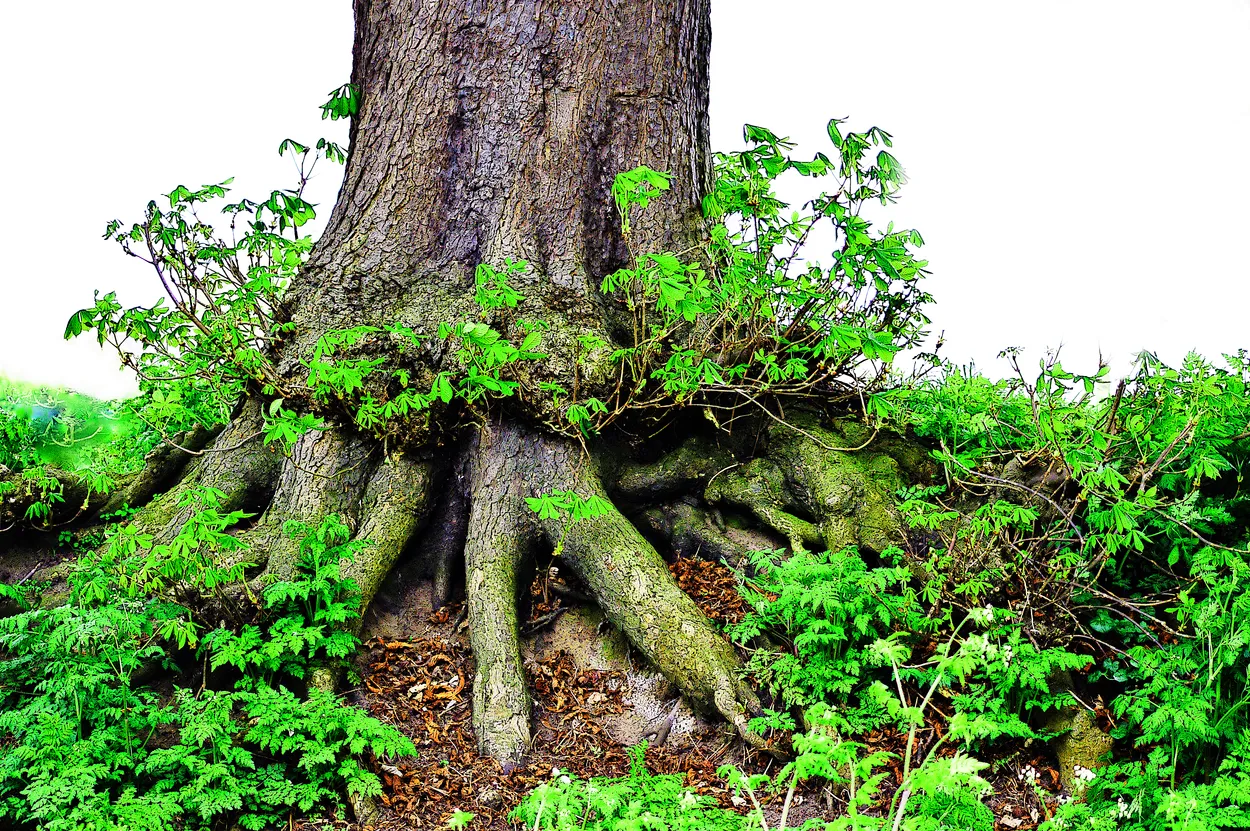Roots
