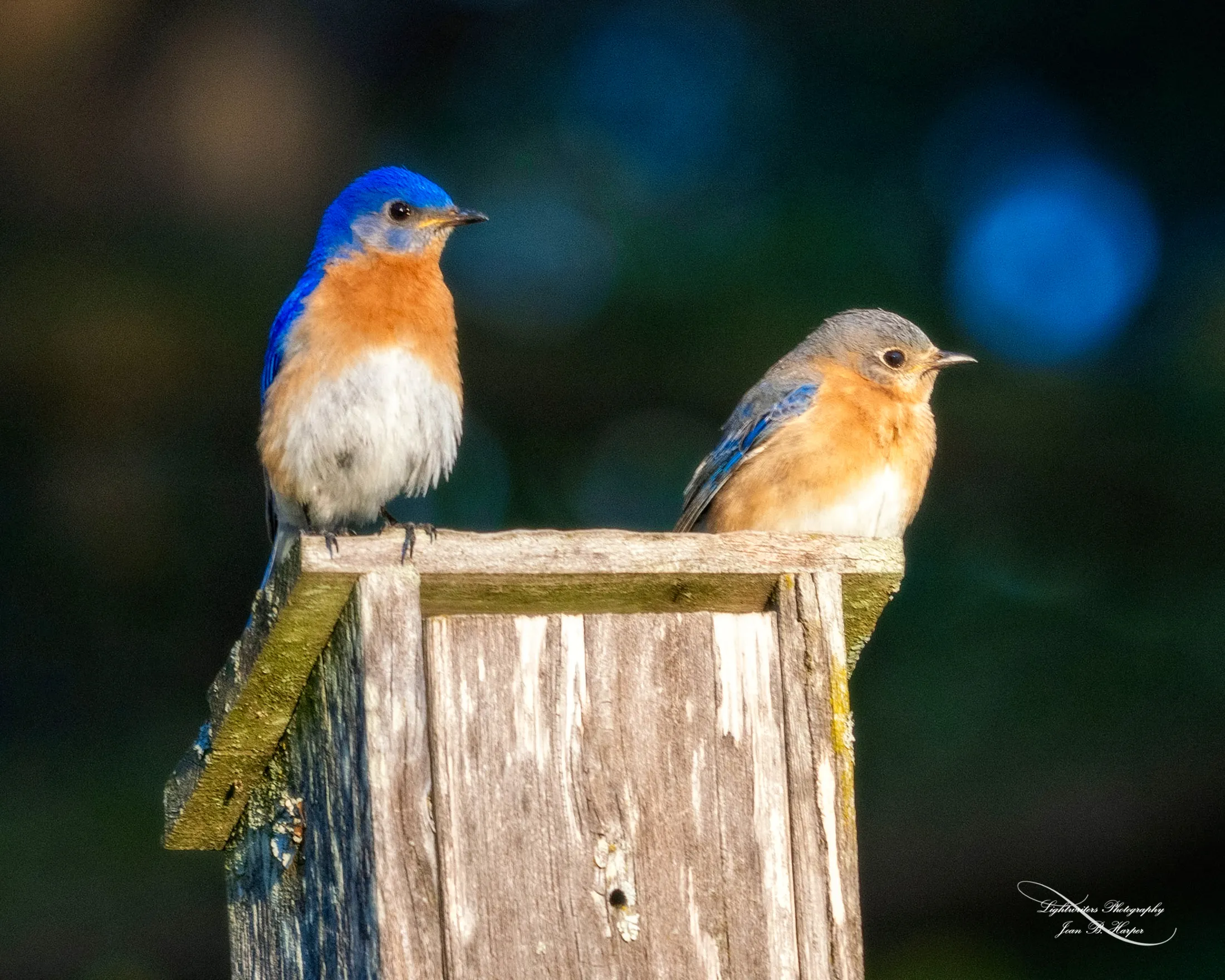 Bluebird Couple