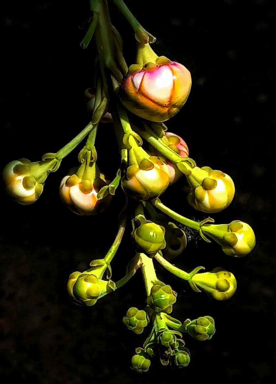 Buds ...of Cannon Ball tree