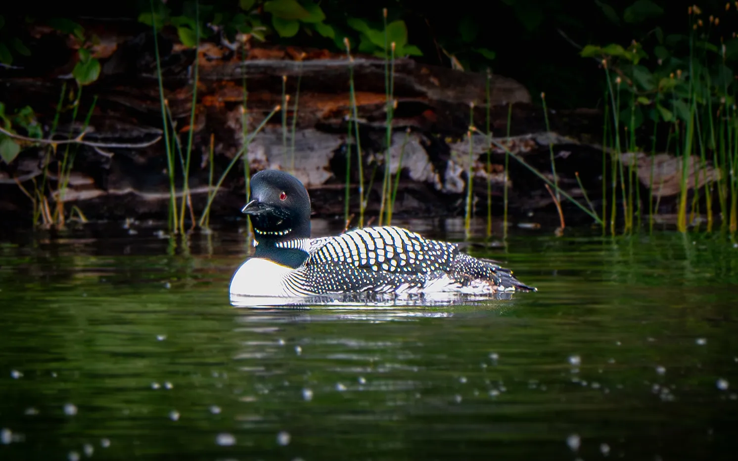 Common Loon, Tyaughton Lake, Caribou-Chilcotin, B.C., Canada