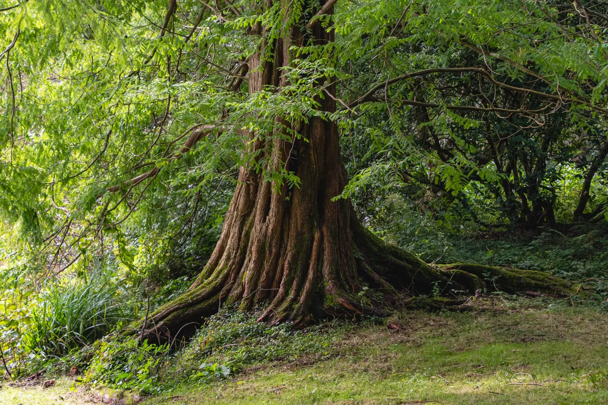 Ancient Tree