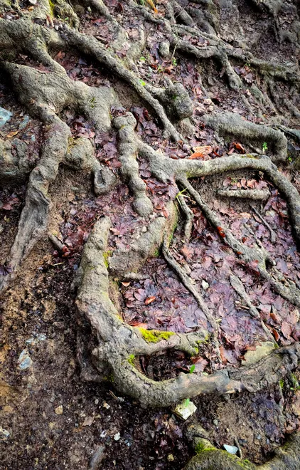Root structure