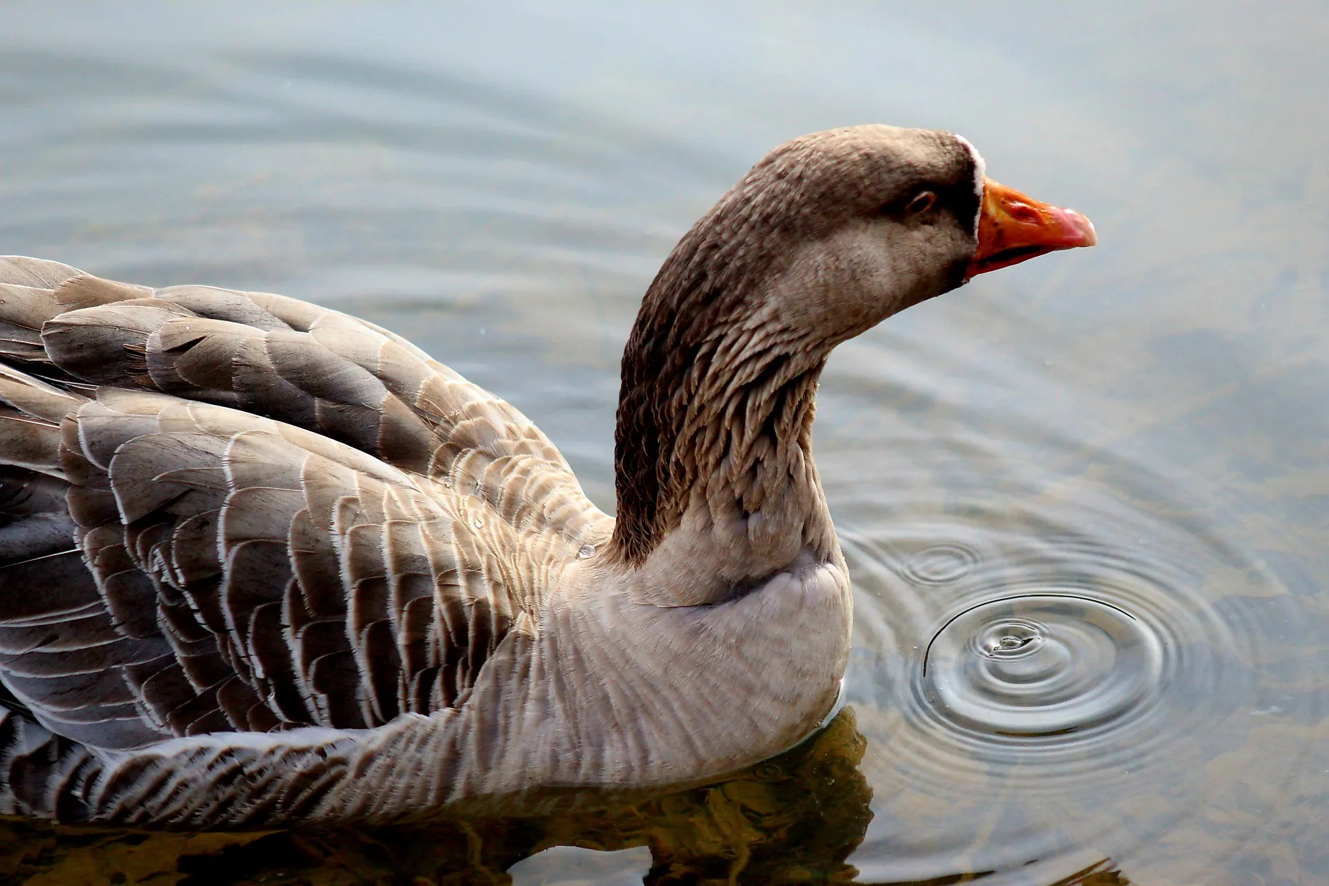 Graceful Swan