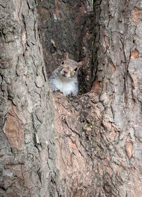 Watcher From The Tree