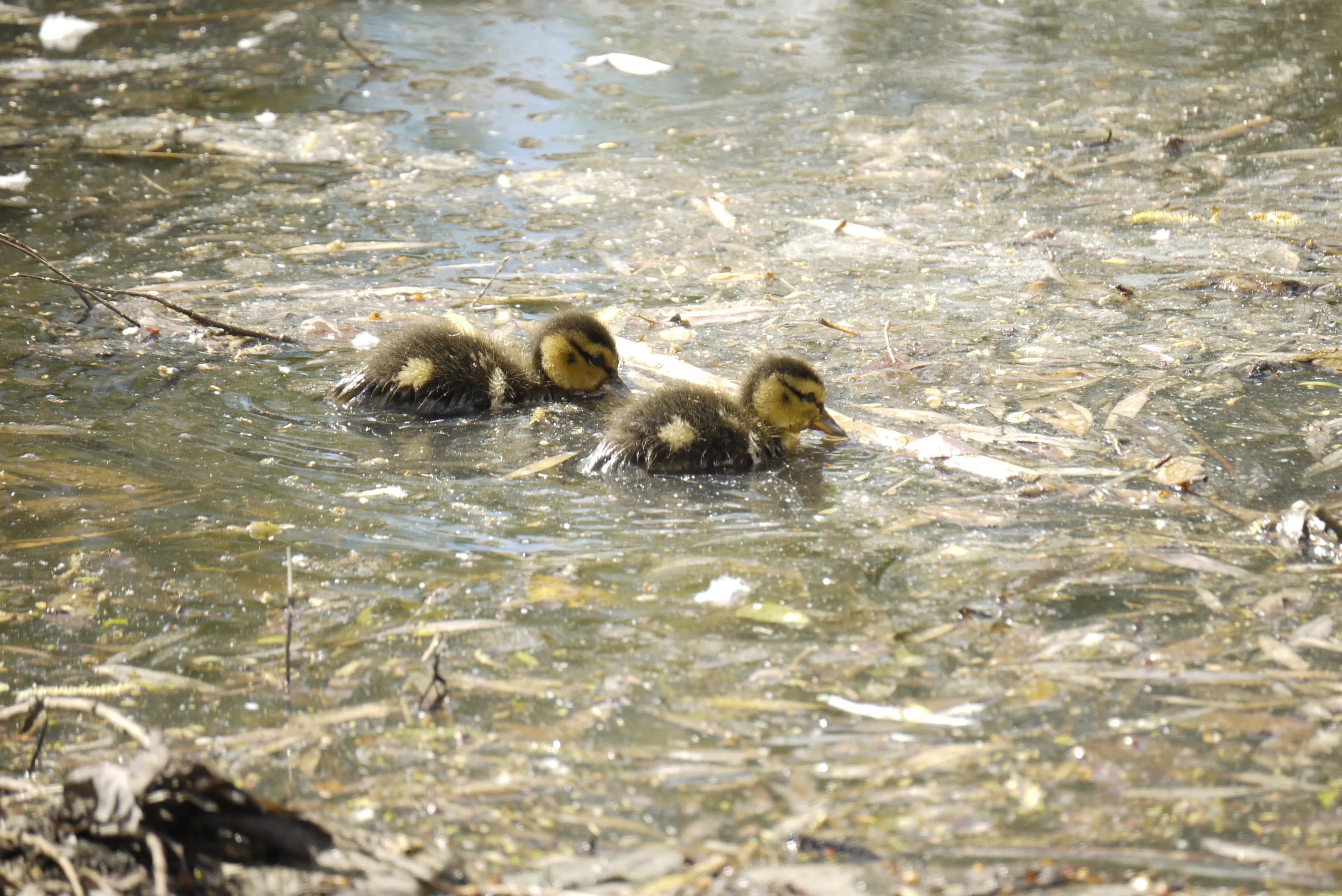 Ducking's