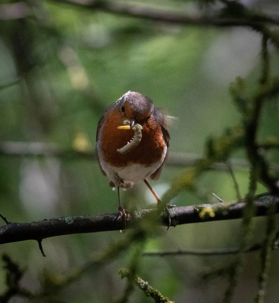 The Woodland Errand