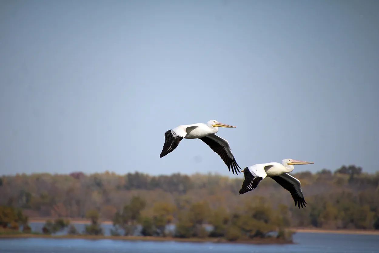A Pair of Pelicans