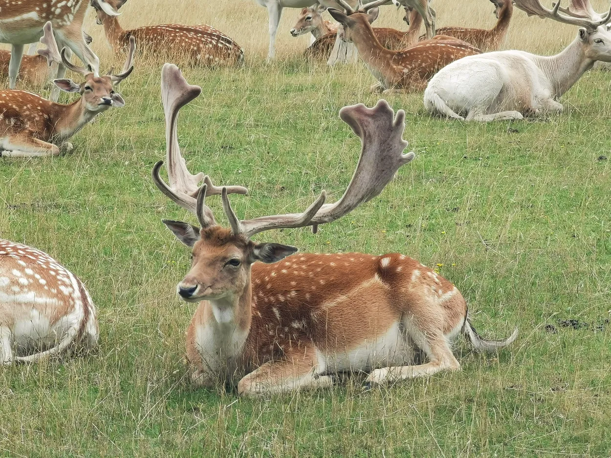 A herd of deer