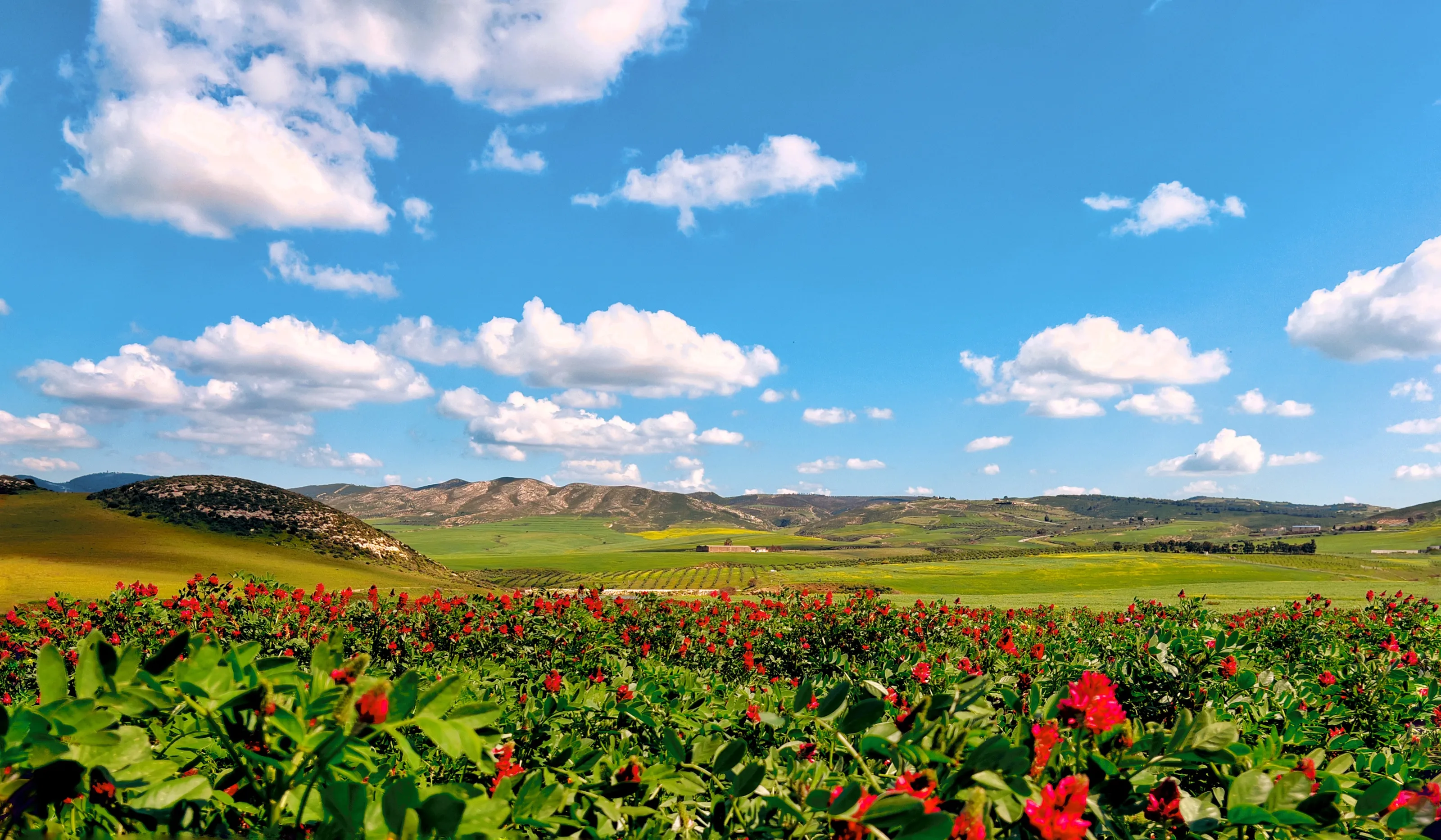 Between Sky and Flowers