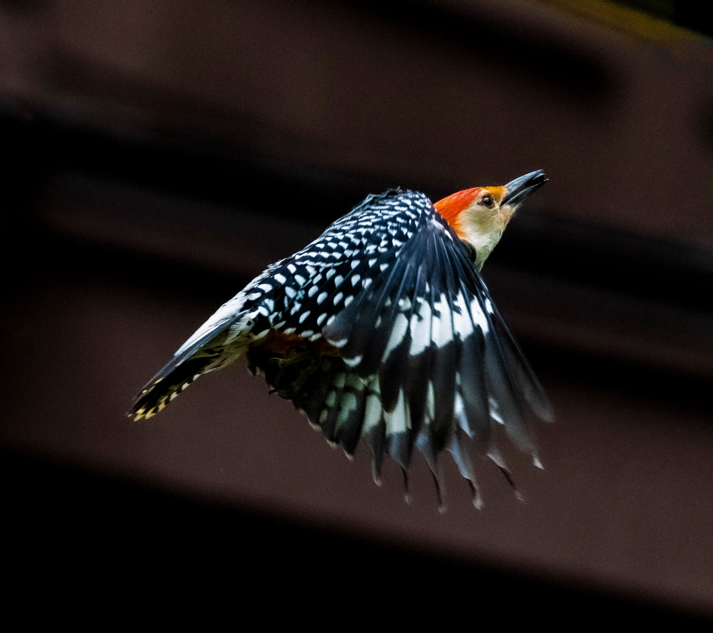 Woodpecker in Flight