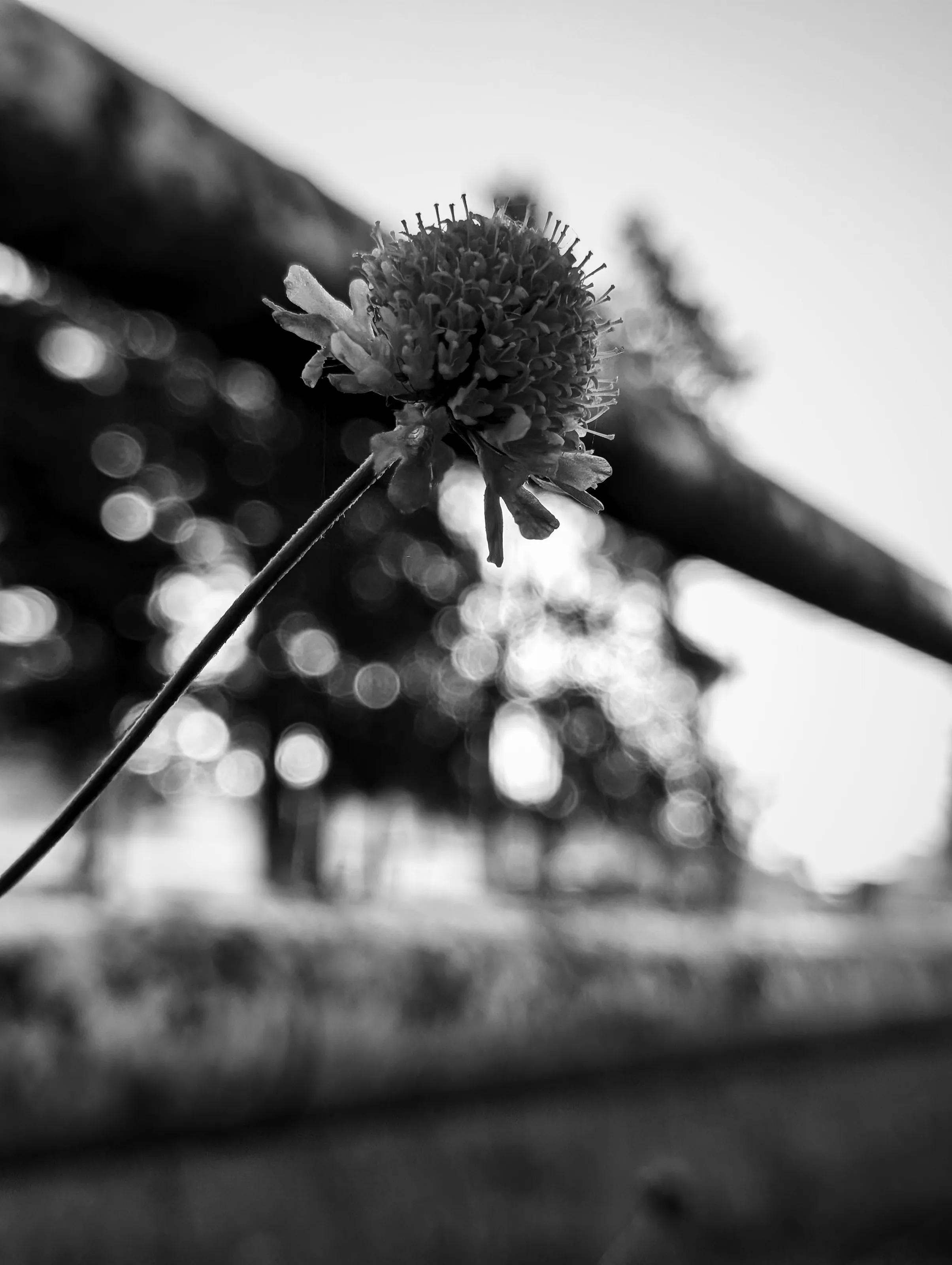 Pincushion Flower (B&W)