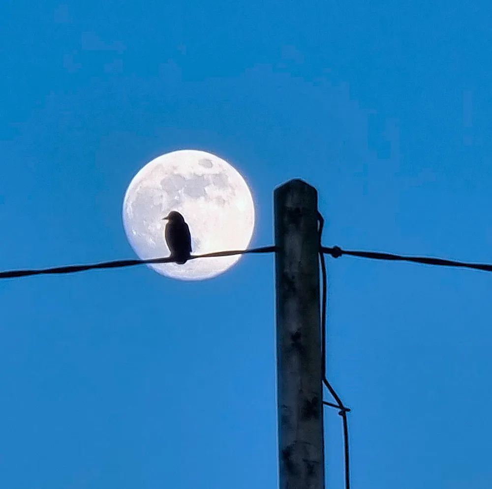 Crow and Moon
